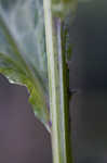 Great blue lobelia